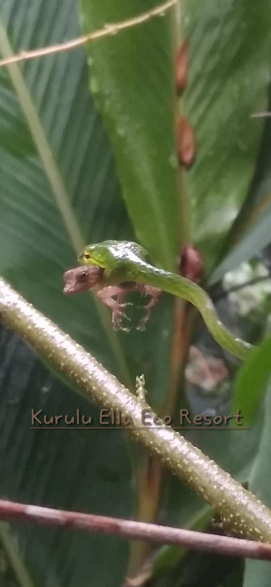 Sinharaja Kurulu Ella Eco Resort 데니야야 외부 사진
