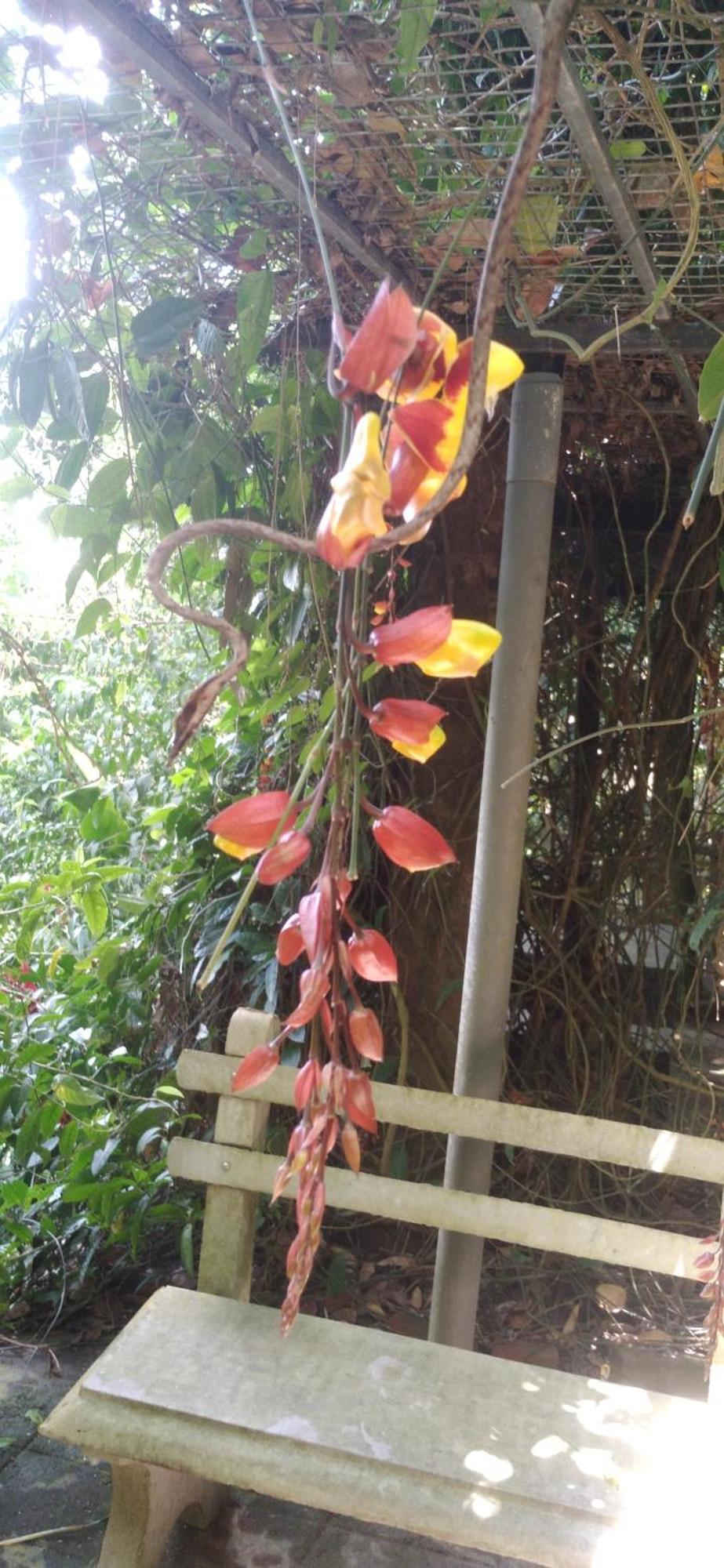Sinharaja Kurulu Ella Eco Resort 데니야야 외부 사진