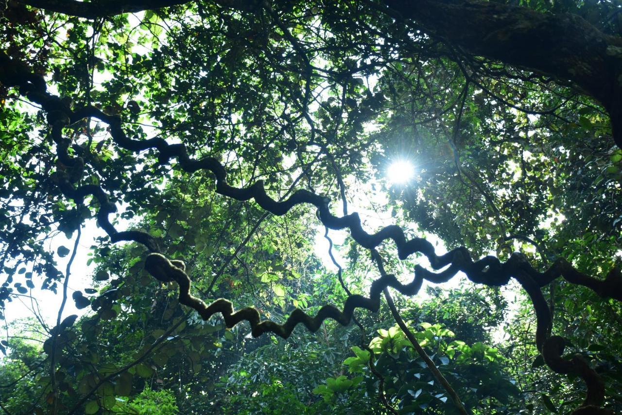 Sinharaja Kurulu Ella Eco Resort 데니야야 외부 사진