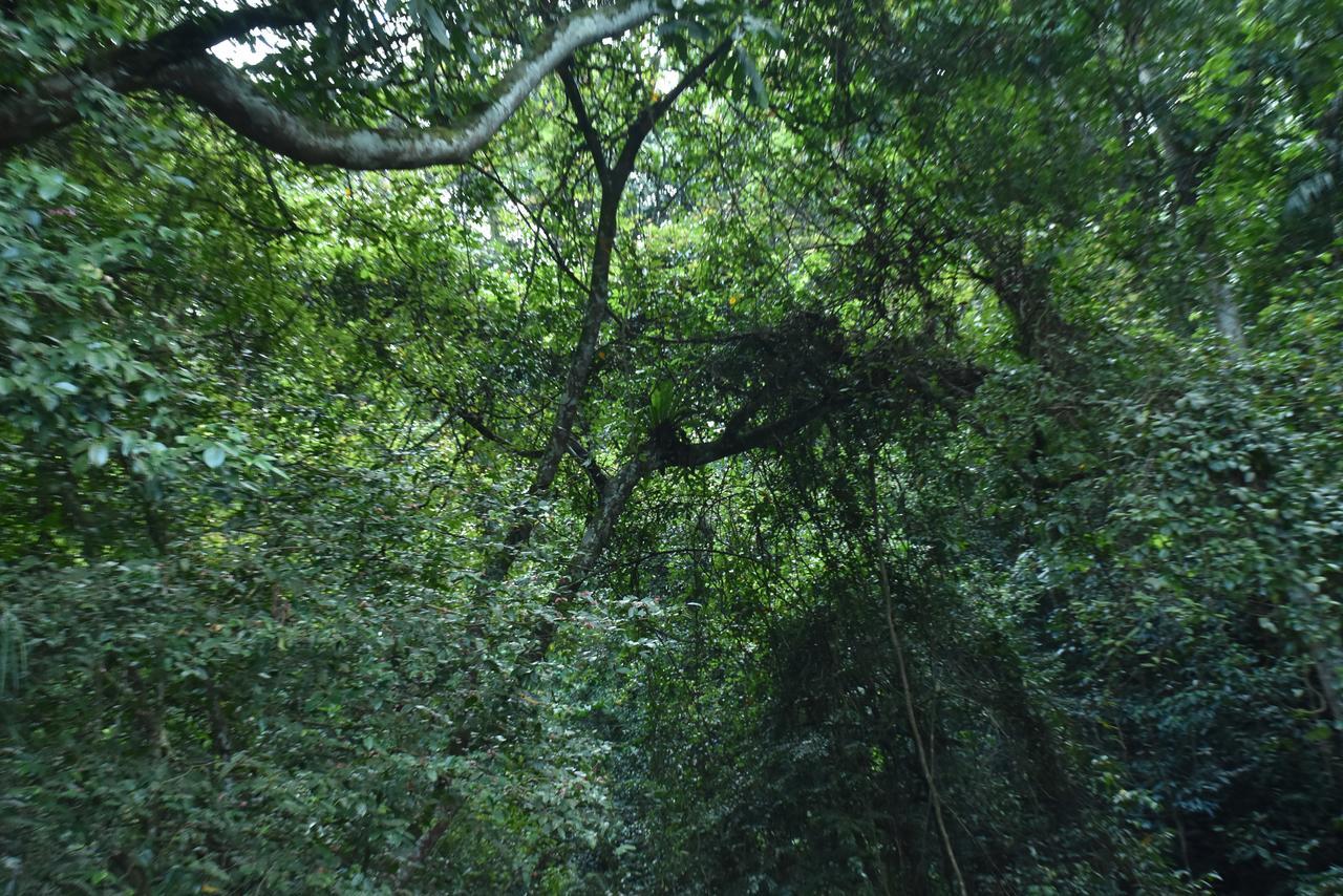 Sinharaja Kurulu Ella Eco Resort 데니야야 외부 사진