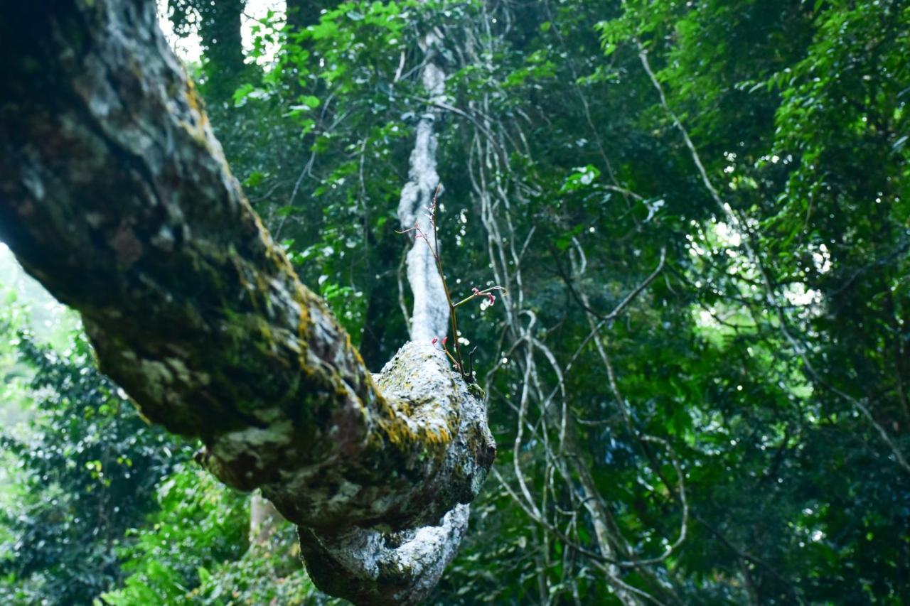 Sinharaja Kurulu Ella Eco Resort 데니야야 외부 사진